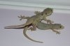 Lizard Porn
