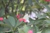 Butterfly in the garden