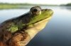 A Frog in Freedom