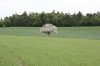 Tree in Germany