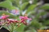 Flower in the Ashram