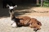 Lama