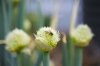Flowers and Bees