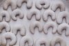 Butter Crescent Cookies without Egg