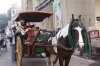 Apra going shopping on Horse Carriage