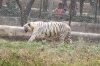 White Tiger