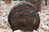 Tree Stones