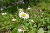 Flower Meadow