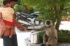 Ashram Monkey 