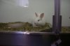 Rabbit in Cage