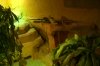 Reptiles as Pets