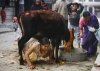 Woman crawling under Cow