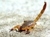 Scorpion