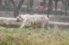 White Tiger