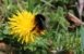 Bee and Flower