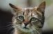 Cats as Pets