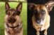 Purebred Dogs