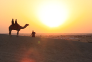 Camel Safari