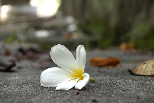 Flower