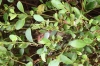 Chameleon