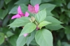 Flowers in the Ashram Garden