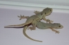 Lizard Porn