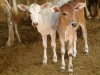 Cows
