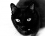 Black Cat
