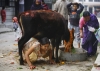 Woman crawling under Cow