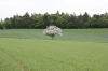 Tree in Germany