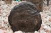 Tree Stones