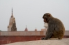 Meditating Monkey