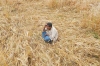 Farmers devastated