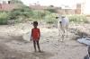 Scene in Vrindavan