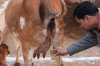 Drinking Cow Urine