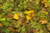 Broccoli Capsicum