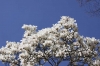 Magnolia Tree