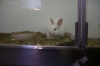 Rabbit in Cage