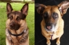 Purebred Dogs