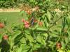 Garden_in_Ashram17.JPG